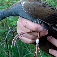 Water Rail